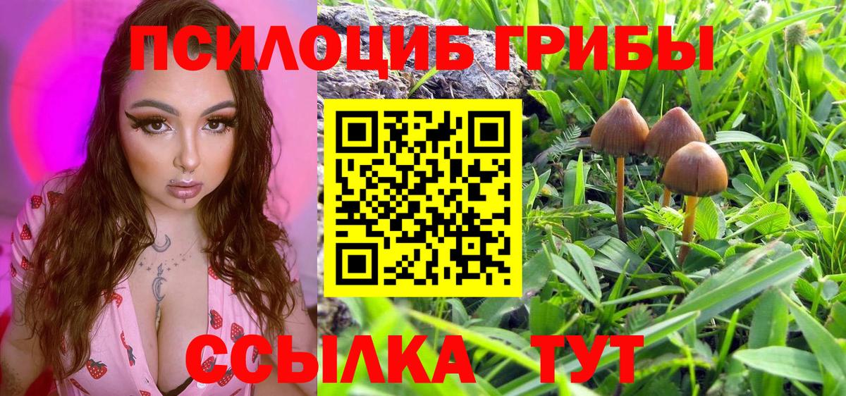 Псилоцибиновые грибы Psilocybe Конаково